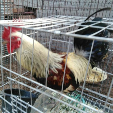 斗鸡批发价出售