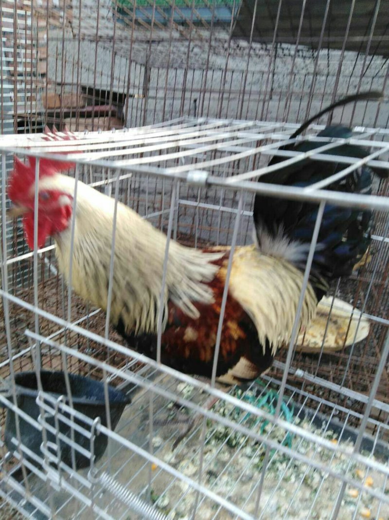 斗鸡批发价出售