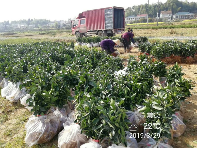 纽荷尔脐橙苗/树人农林/纯度和品质保证，签订合同技术指导