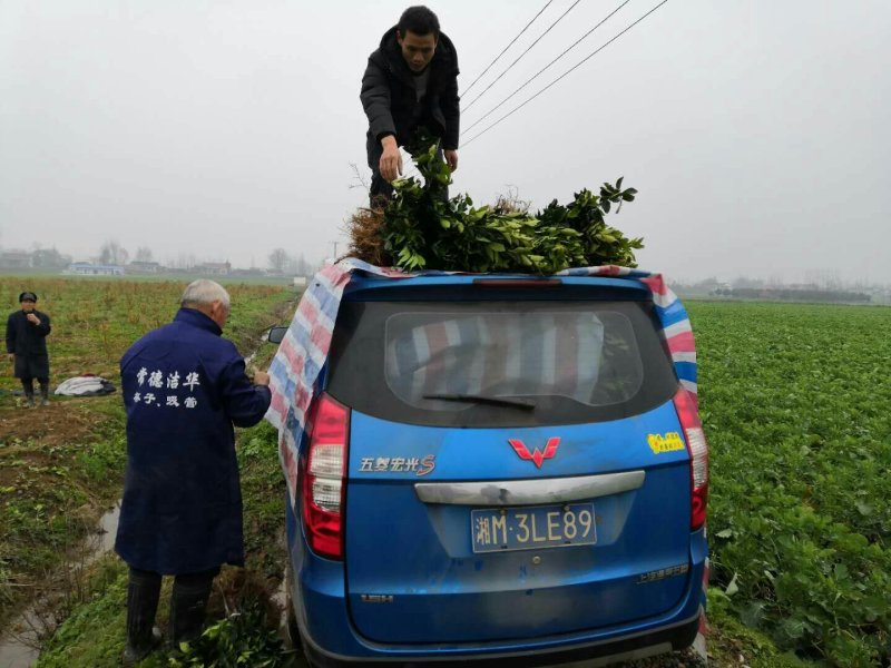 纽荷尔脐橙苗/树人农林/纯度和品质保证，签订合同技术指导