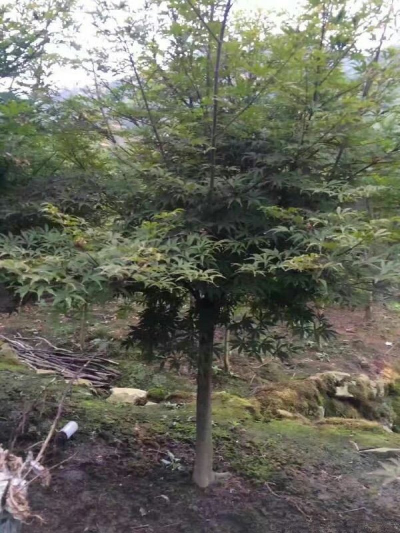 求购红枫苗木沭阳红枫基地大量销售中树形优美生长旺盛