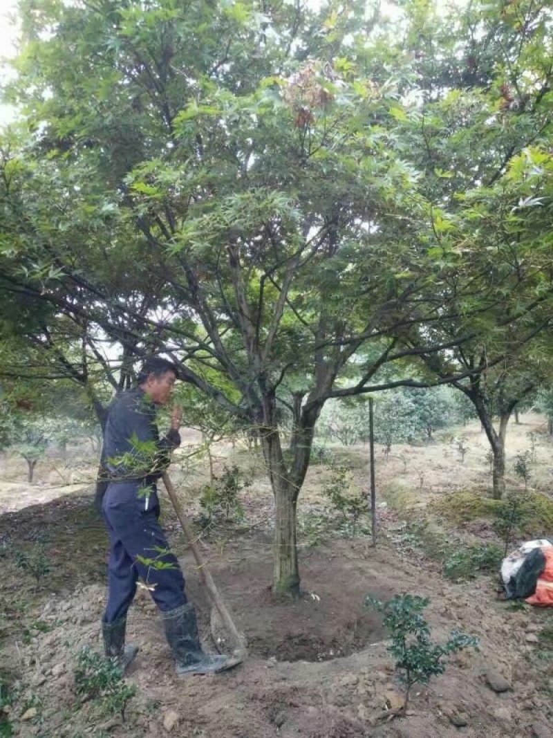 求购红枫苗木沭阳红枫基地大量销售中树形优美生长旺盛