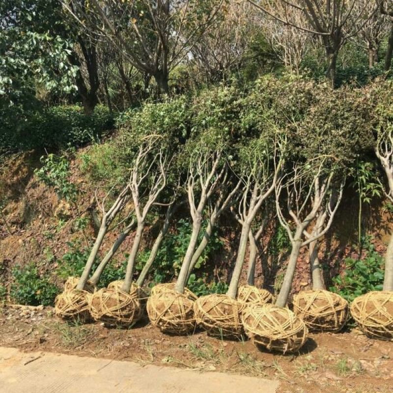 求购红枫苗木沭阳红枫基地大量销售中树形优美生长旺盛