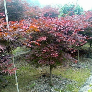 求购红枫苗木沭阳红枫基地大量销售中树形优美生长旺盛