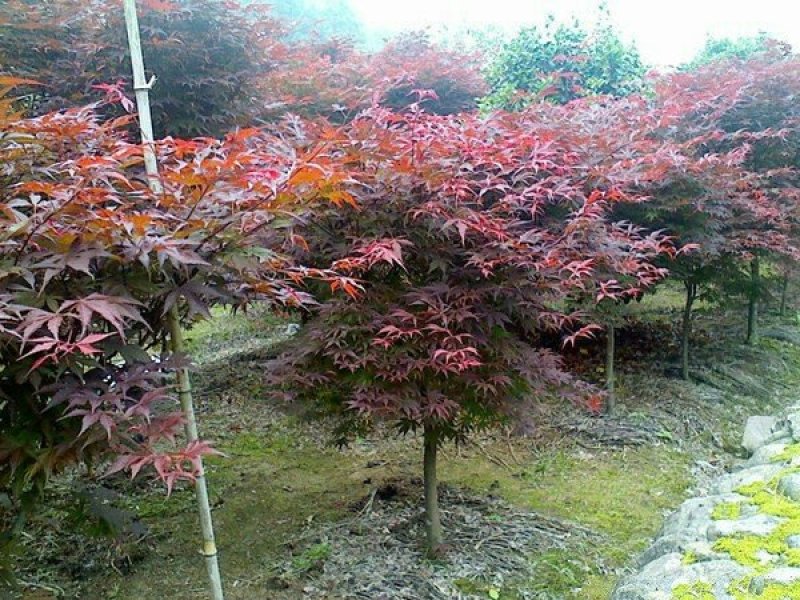 求购红枫苗木沭阳红枫基地大量销售中树形优美生长旺盛