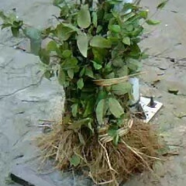 山银花苗