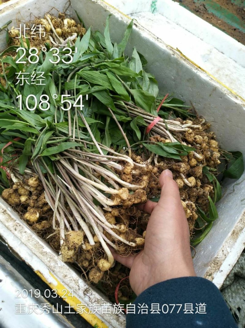 黄精苗