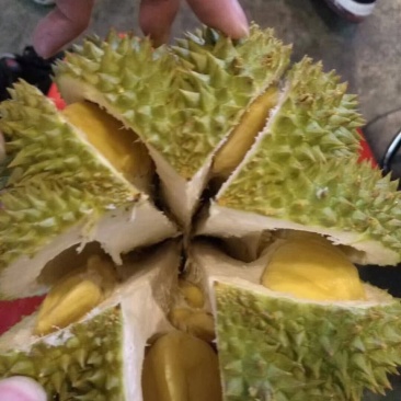 泰国榴莲