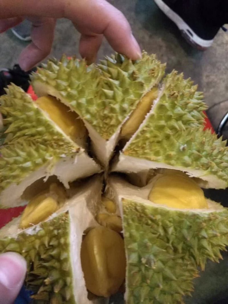 泰国榴莲
