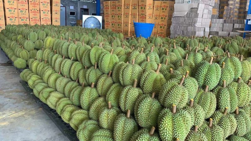 泰国榴莲