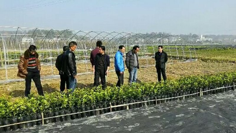 锦蜜冰糖橙苗/树人农林/纯度和品质保证签订合同技术指导