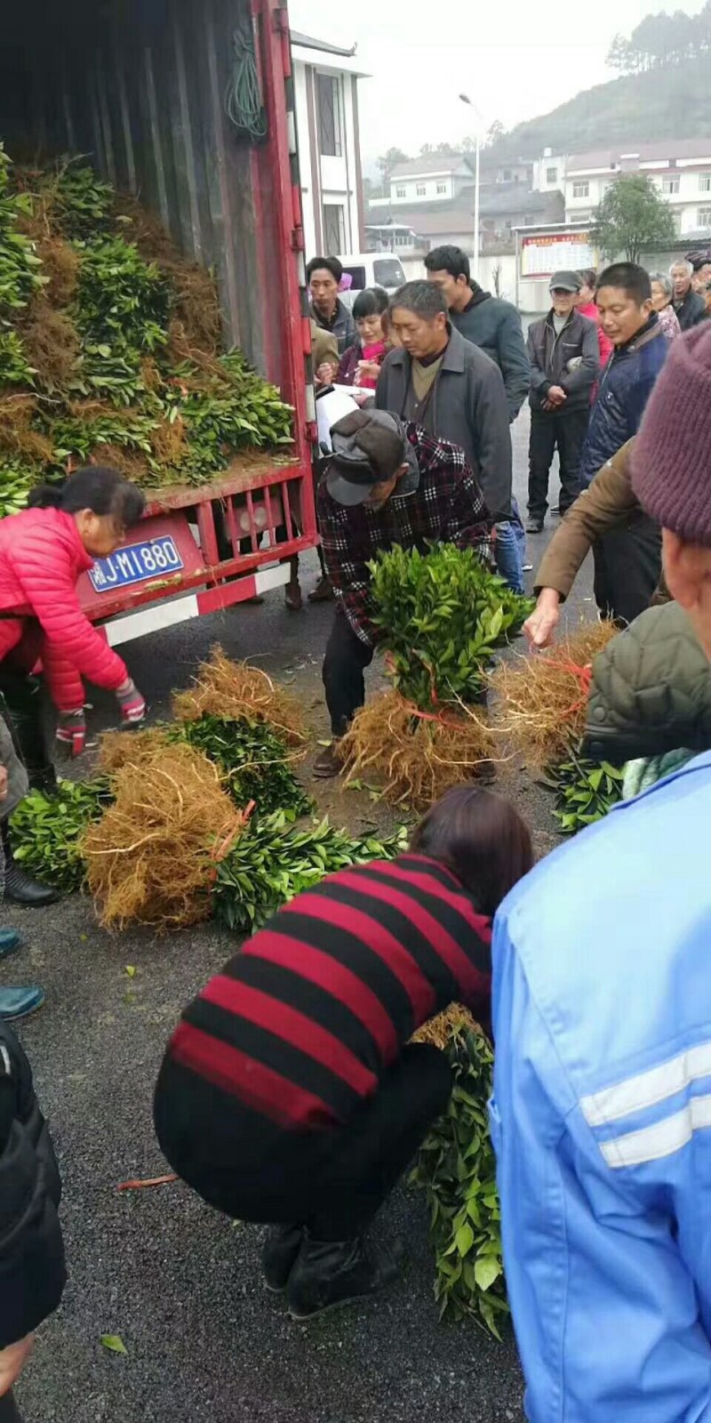 锦蜜冰糖橙苗/树人农林/纯度和品质保证签订合同技术指导