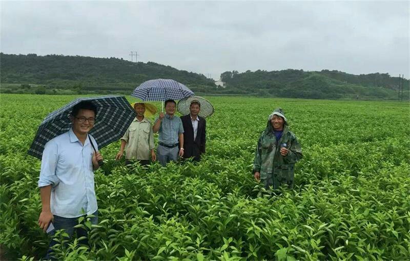 伦晚脐橙苗/树人农林/签订合同保证纯度和品质