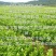 伦晚脐橙苗/树人农林/签订合同保证纯度和品质