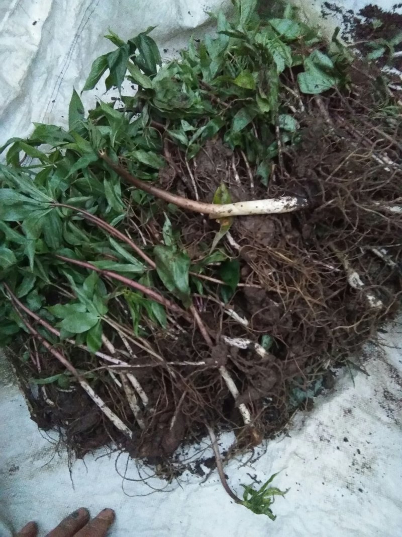 【重楼苗】主产地技术指导带叶发货易栽易活，批发
