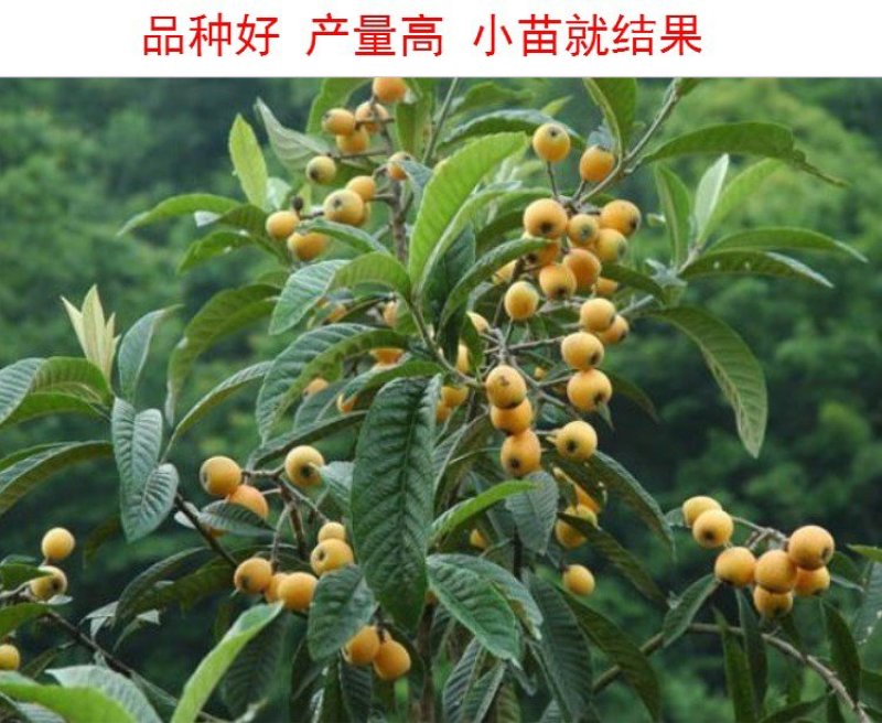 枇杷苗大五星枇杷苗嫁接枇杷苗四川果树苗