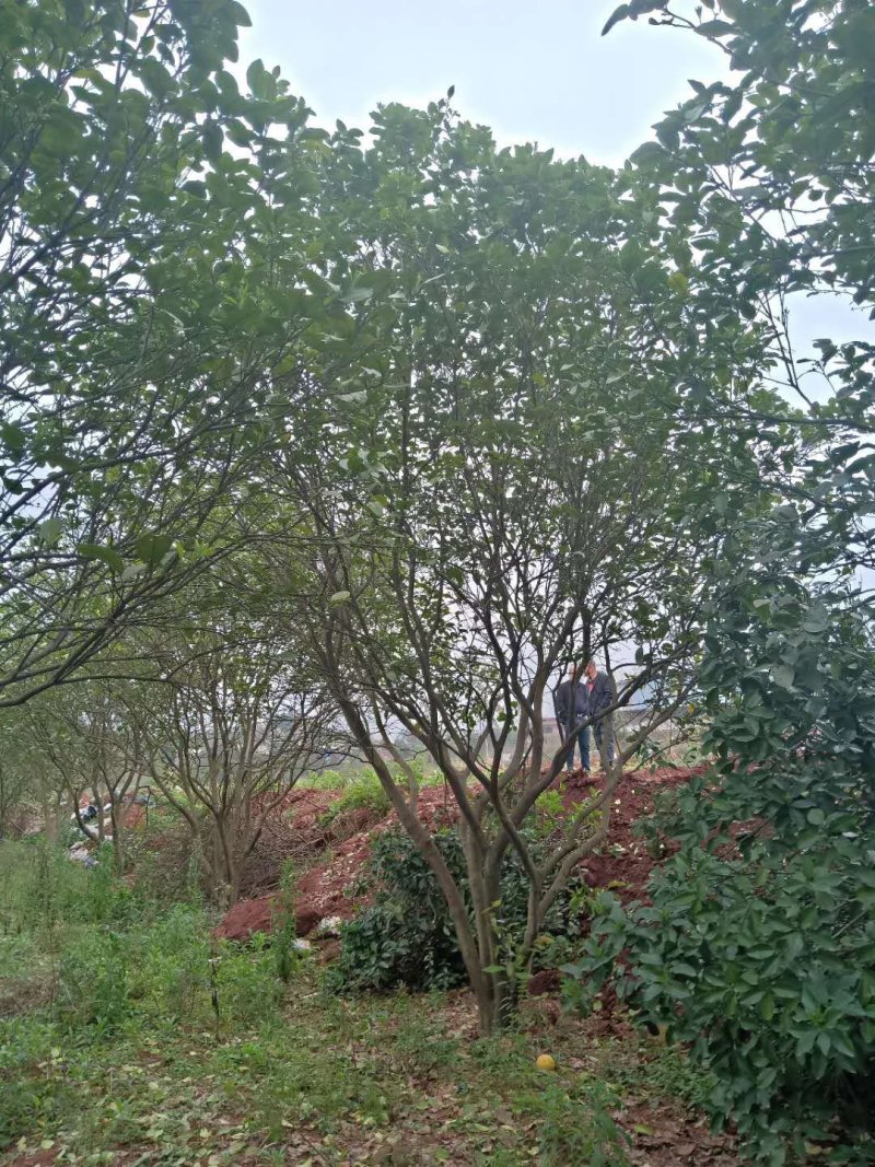 精品丛生香泡/香柚