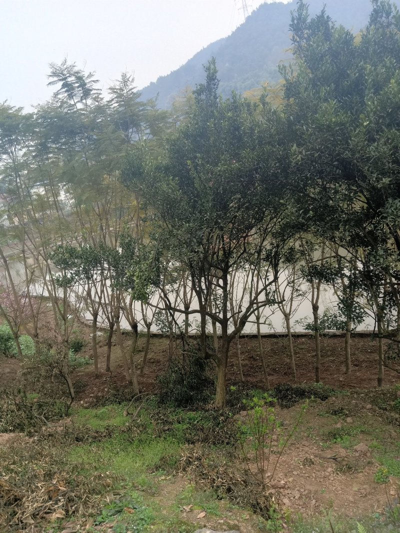 精品高低分枝密桔树/桔子树