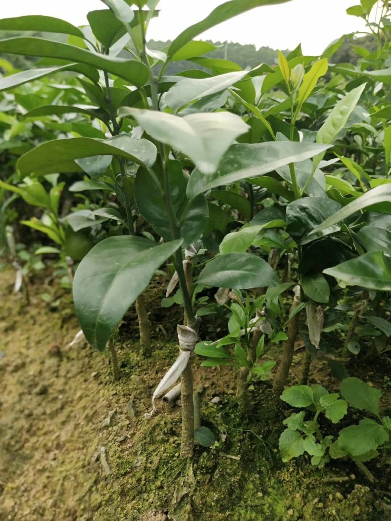无核沃柑苗嫁接