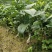 无核沃柑苗嫁接