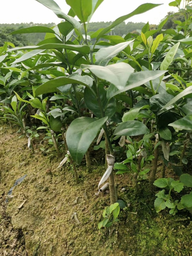 无核沃柑苗嫁接