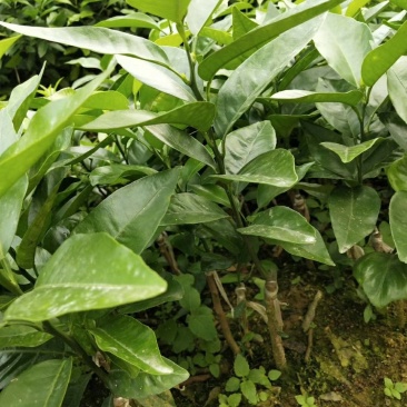 无核沃柑苗嫁接