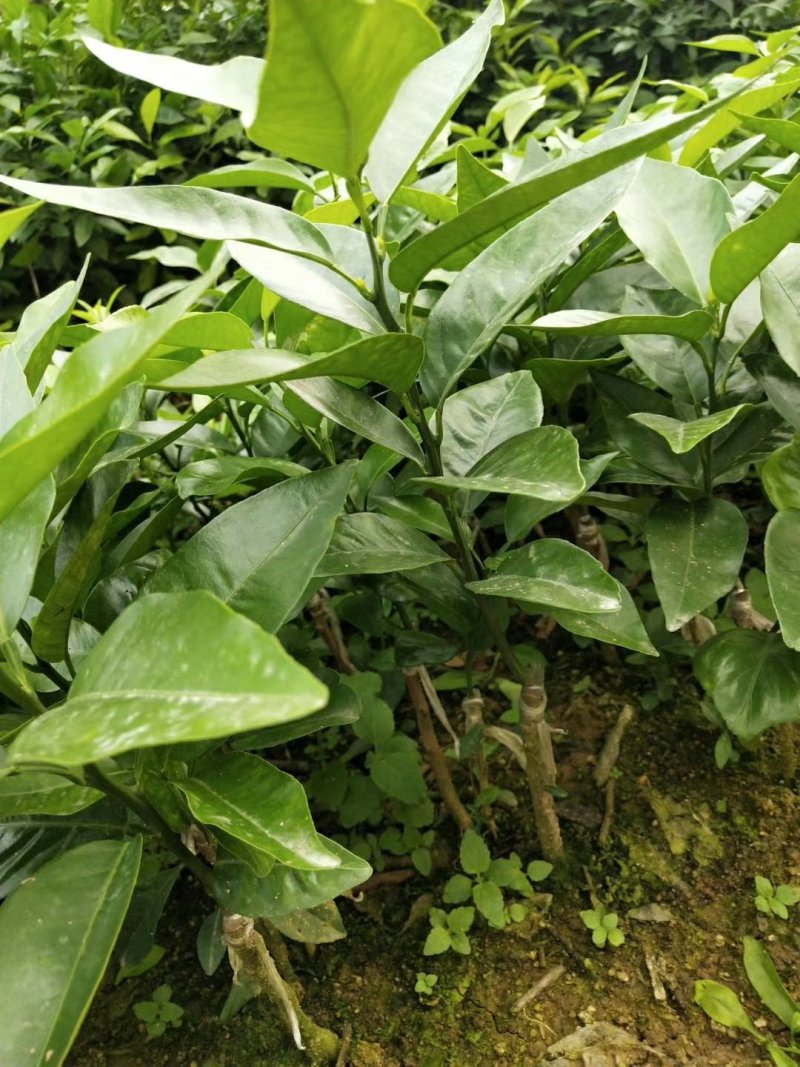 无核沃柑苗嫁接