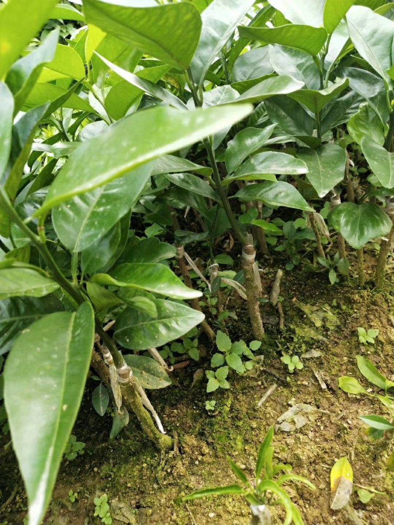 无核沃柑苗嫁接
