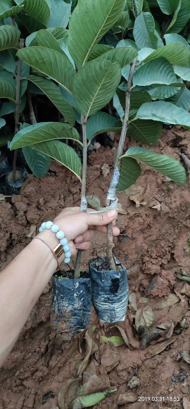 红宝石番石榴苗嫁接
