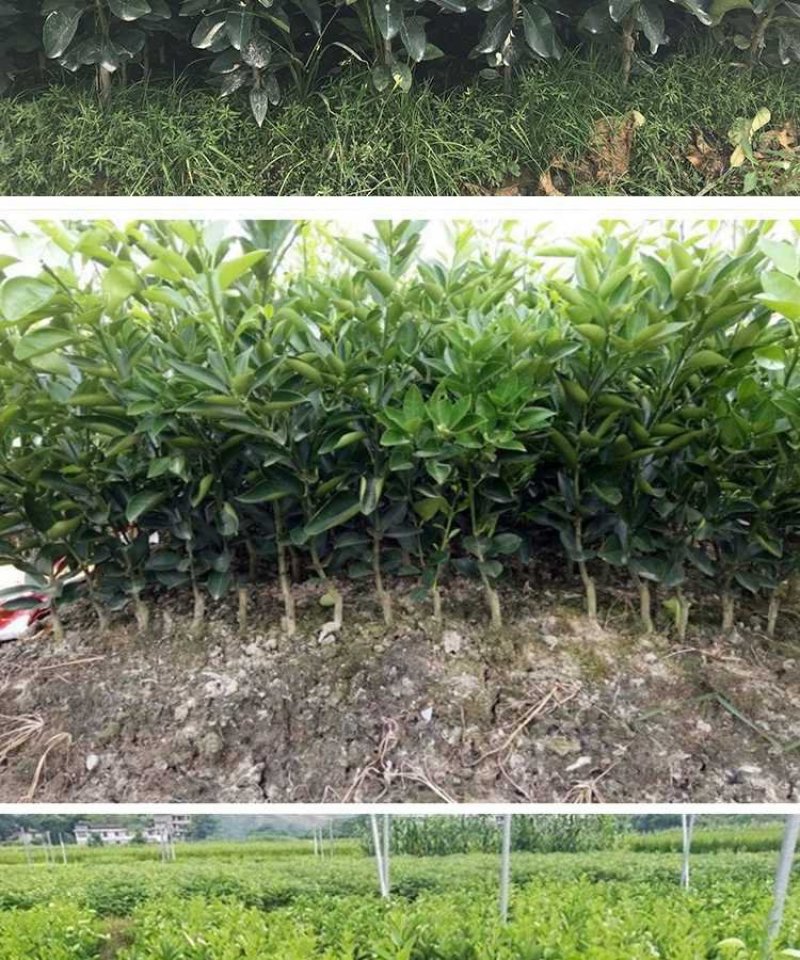 三红柚三黄柚琯溪蜜柚嫁接柚子树苗直销柚子树