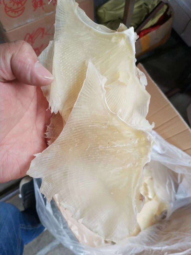 鱼翅，浦鱼翅，海鲜干货，新鲜鱼翅酒席专用原材料