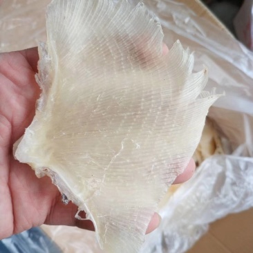 鱼翅，浦鱼翅，海鲜干货，新鲜鱼翅酒席专用原材料