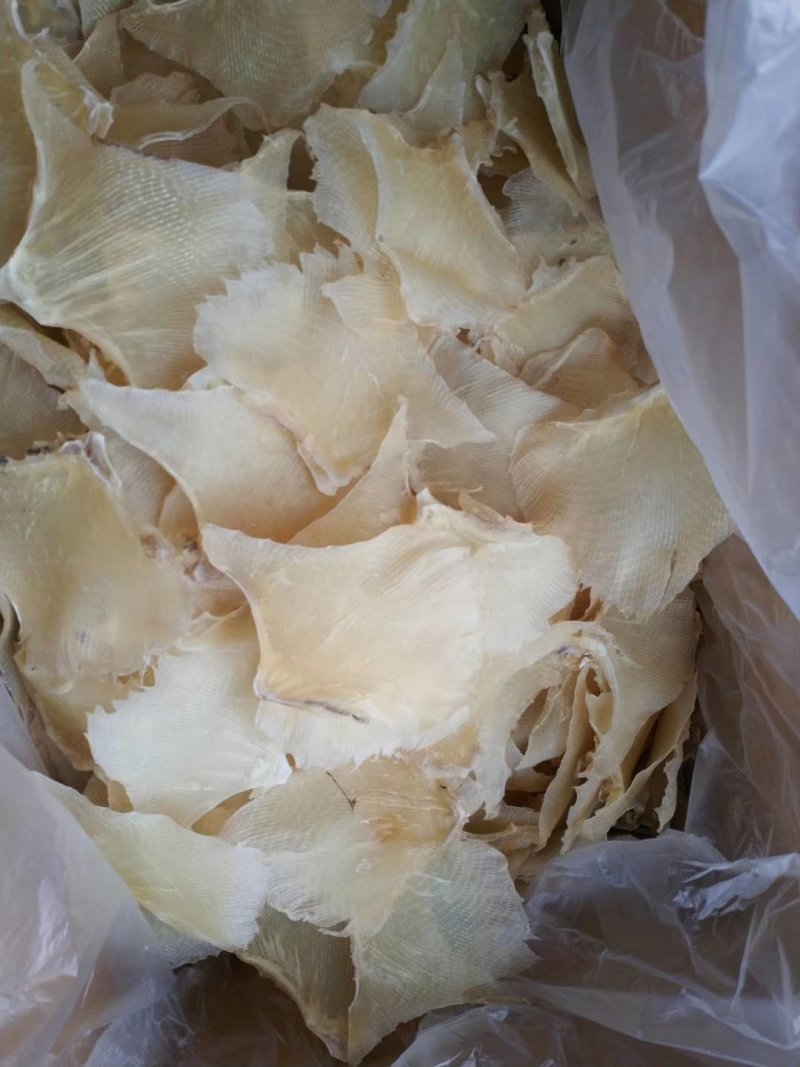 鱼翅，浦鱼翅，海鲜干货，新鲜鱼翅酒席专用原材料