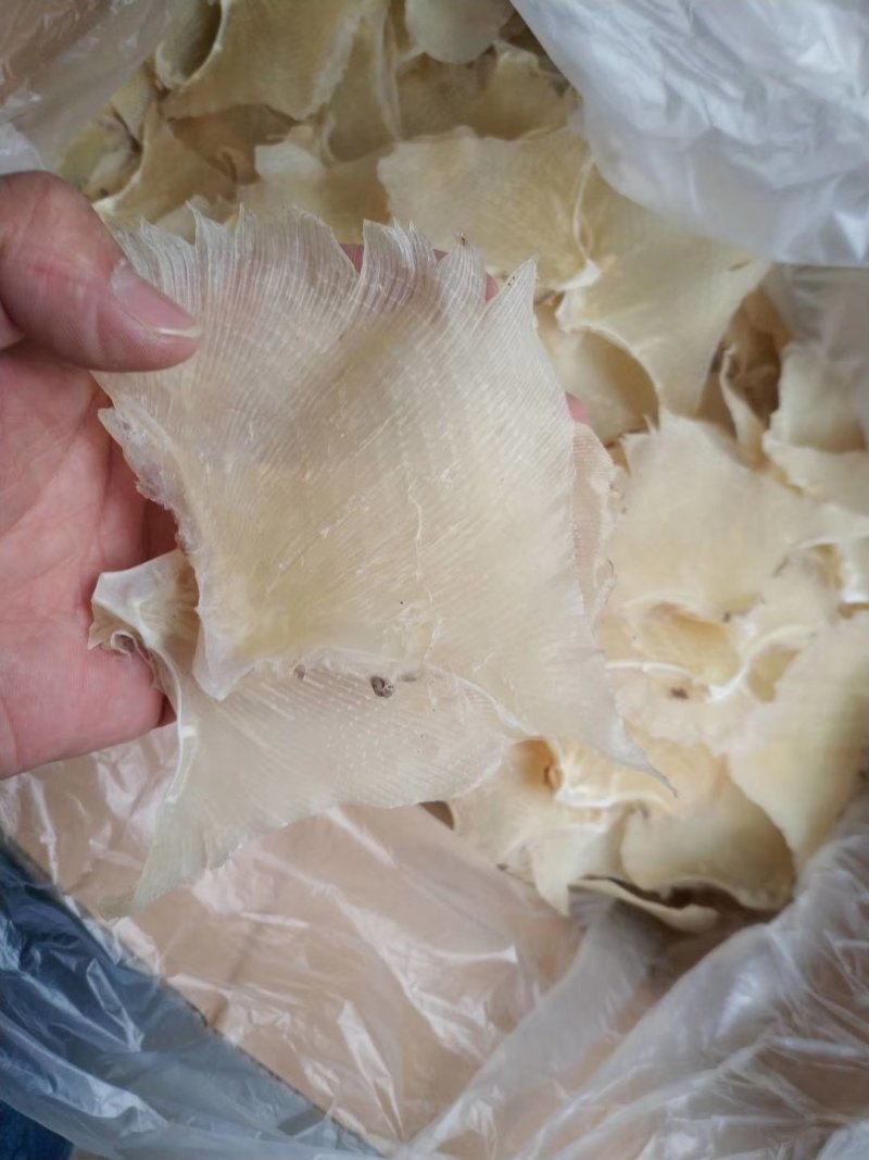 鱼翅，浦鱼翅，海鲜干货，新鲜鱼翅酒席专用原材料