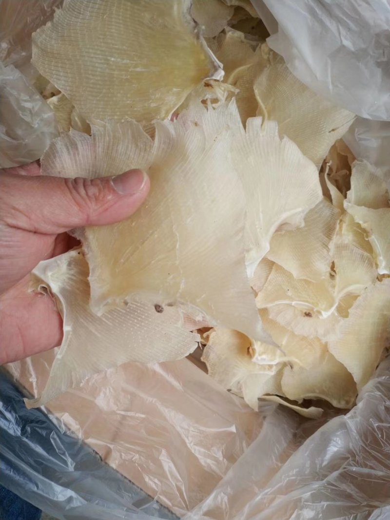 鱼翅，浦鱼翅，海鲜干货，新鲜鱼翅酒席专用原材料