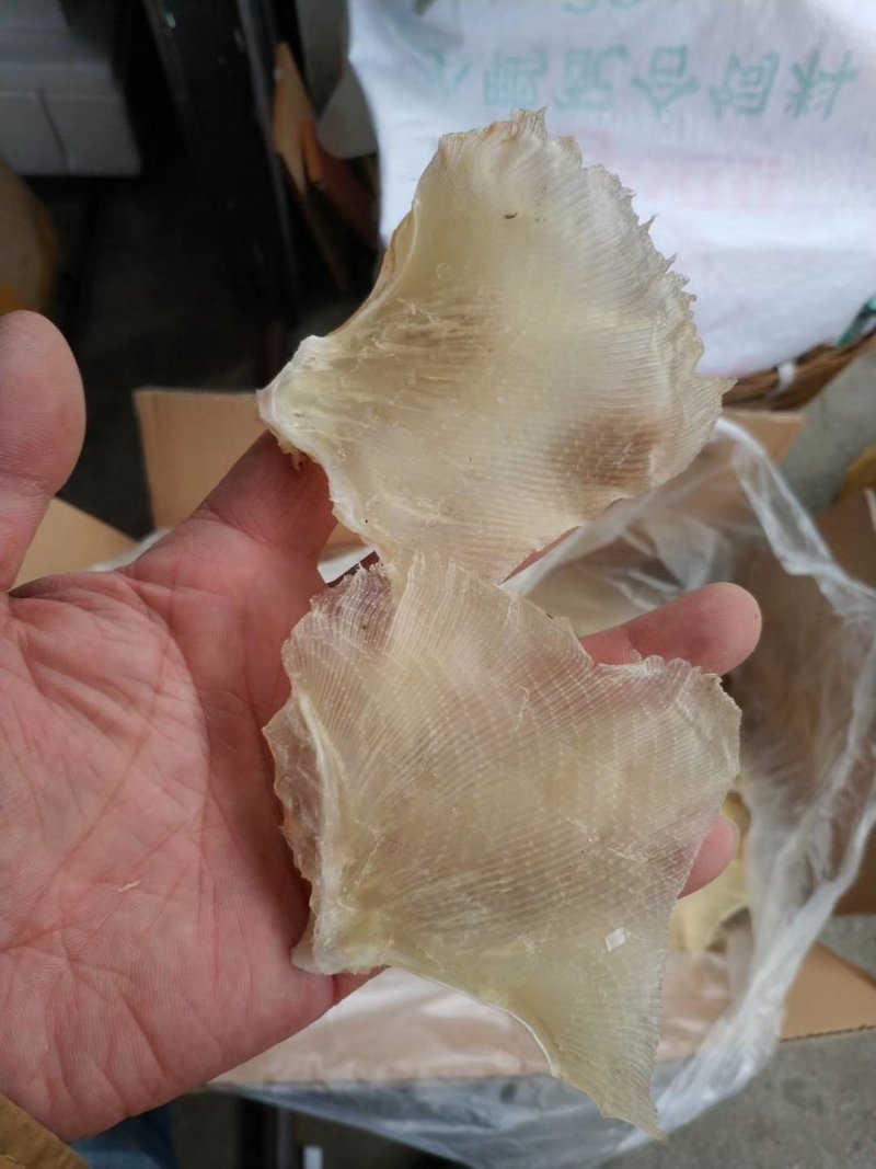 鱼翅，浦鱼翅，海鲜干货，新鲜鱼翅酒席专用原材料