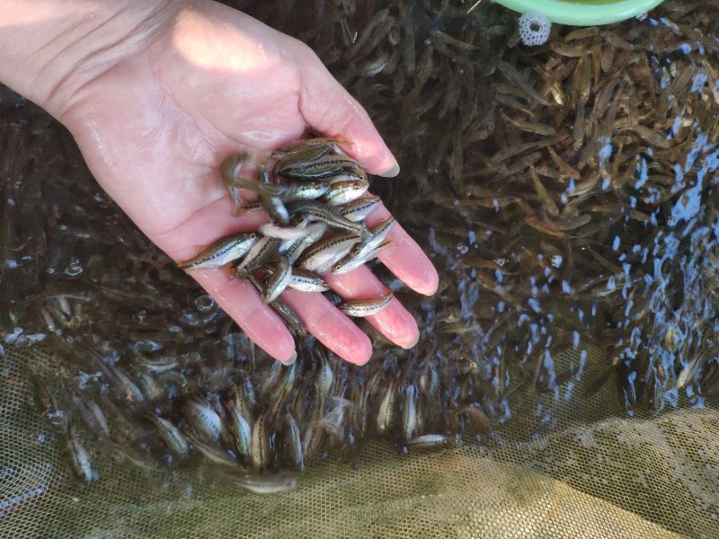 淡水鲈鱼苗优鲈3号鲈鱼苗已完全驯化吃料成活率高
