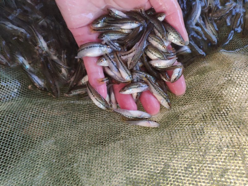 淡水鲈鱼苗优鲈3号鲈鱼苗已完全驯化吃料成活率高