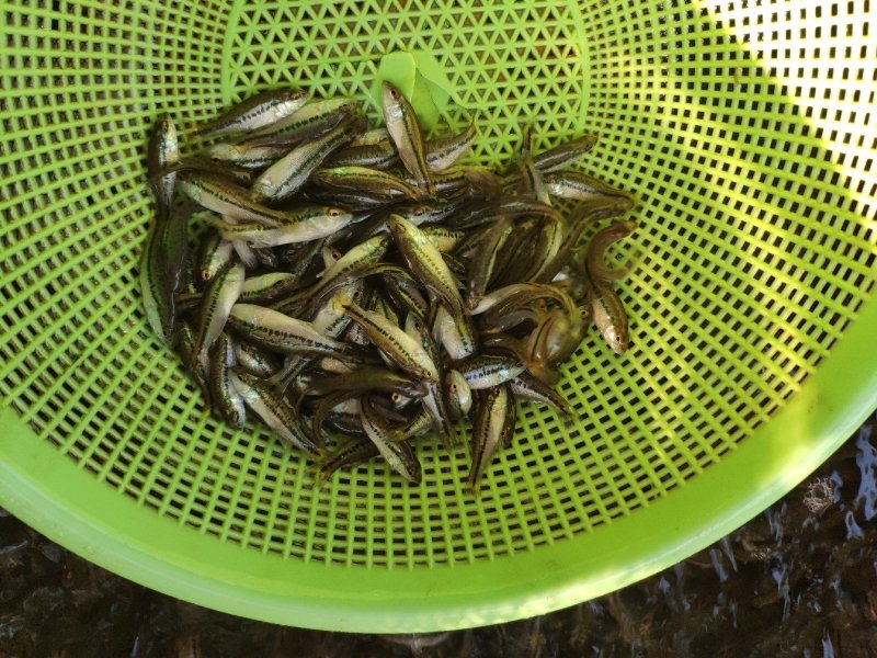 淡水鲈鱼苗优鲈3号鲈鱼苗已完全驯化吃料成活率高