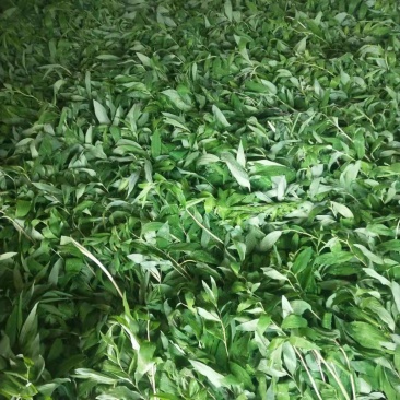湖南多花姜形黄精种苗出售超药典标准质量好成活率高