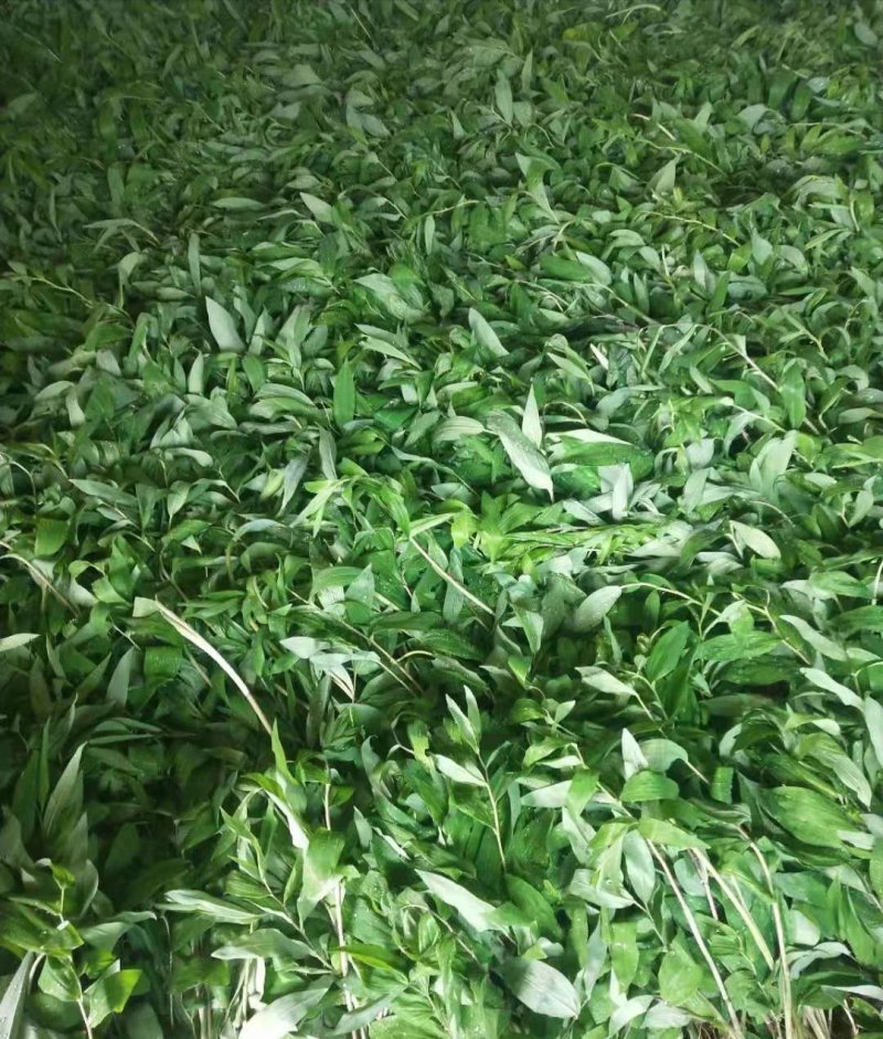 湖南多花姜形黄精种苗出售超药典标准质量好成活率高