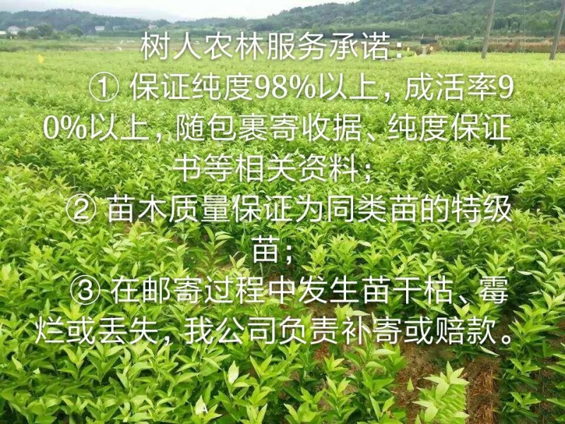 明日见苗/树人农林基地直发纯度和品质保证签订合同假一赔十