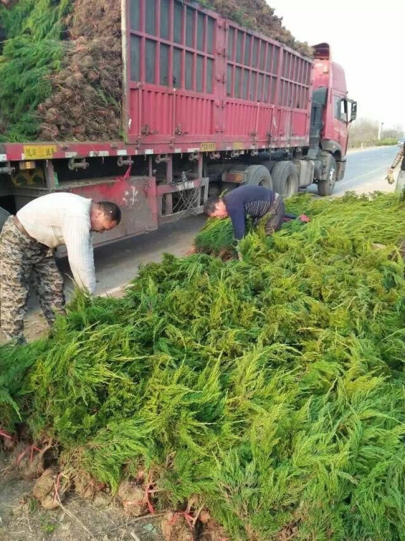 供应龙柏价格30/40公分50公分龙柏绿篱苗四季常青