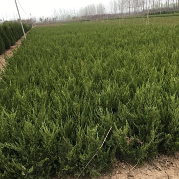 供应龙柏价格30/40公分50公分龙柏绿篱苗四季常青