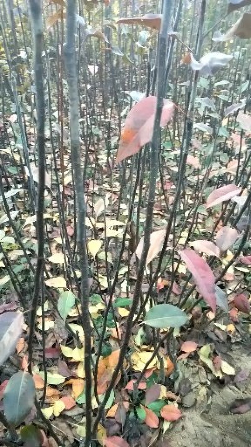 考密斯红梨苗规格0.8/0.1/0.15公分