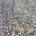 考密斯红梨苗规格0.8/0.1/0.15公分