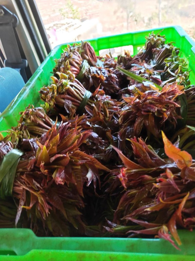 香椿芽