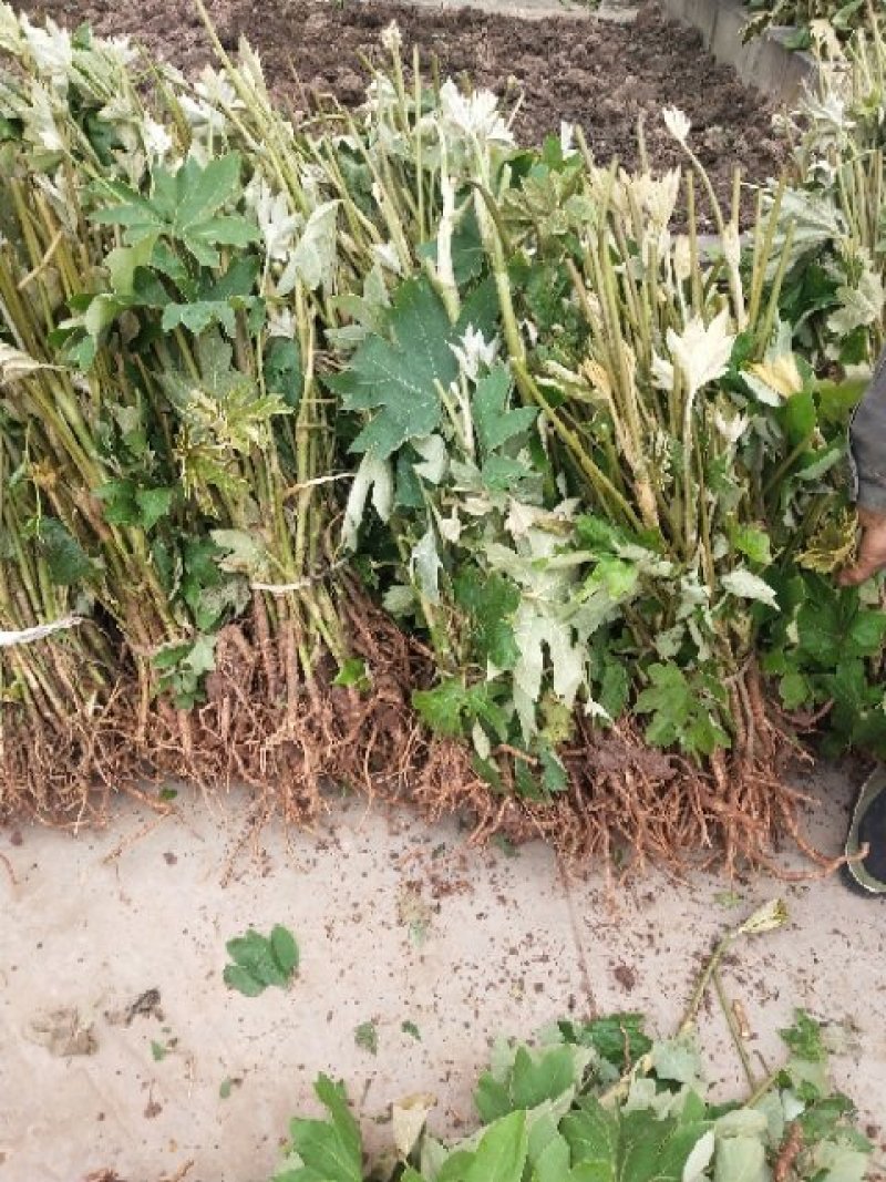 常年大量收购通草，出售通草苗