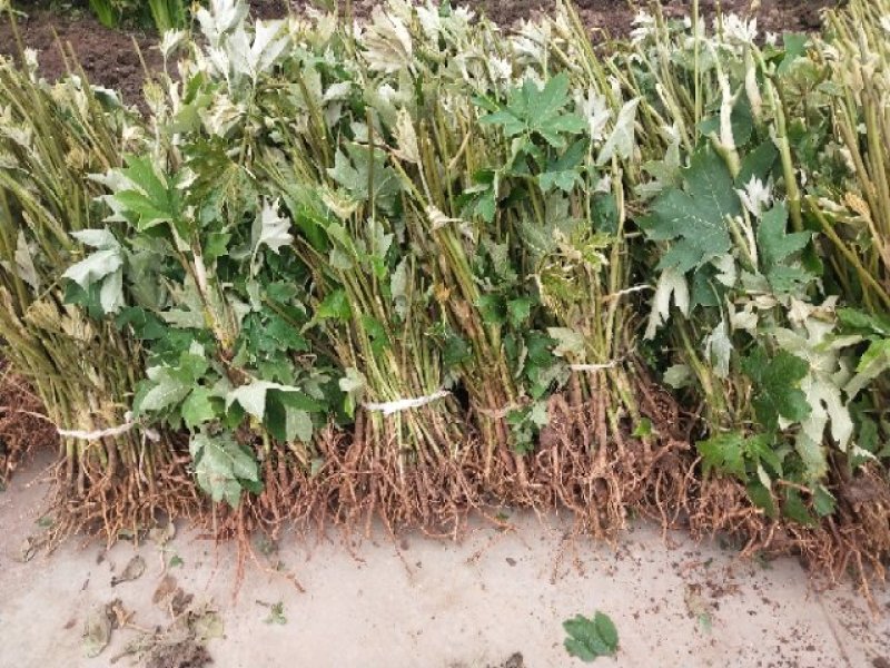 常年大量收购通草，出售通草苗