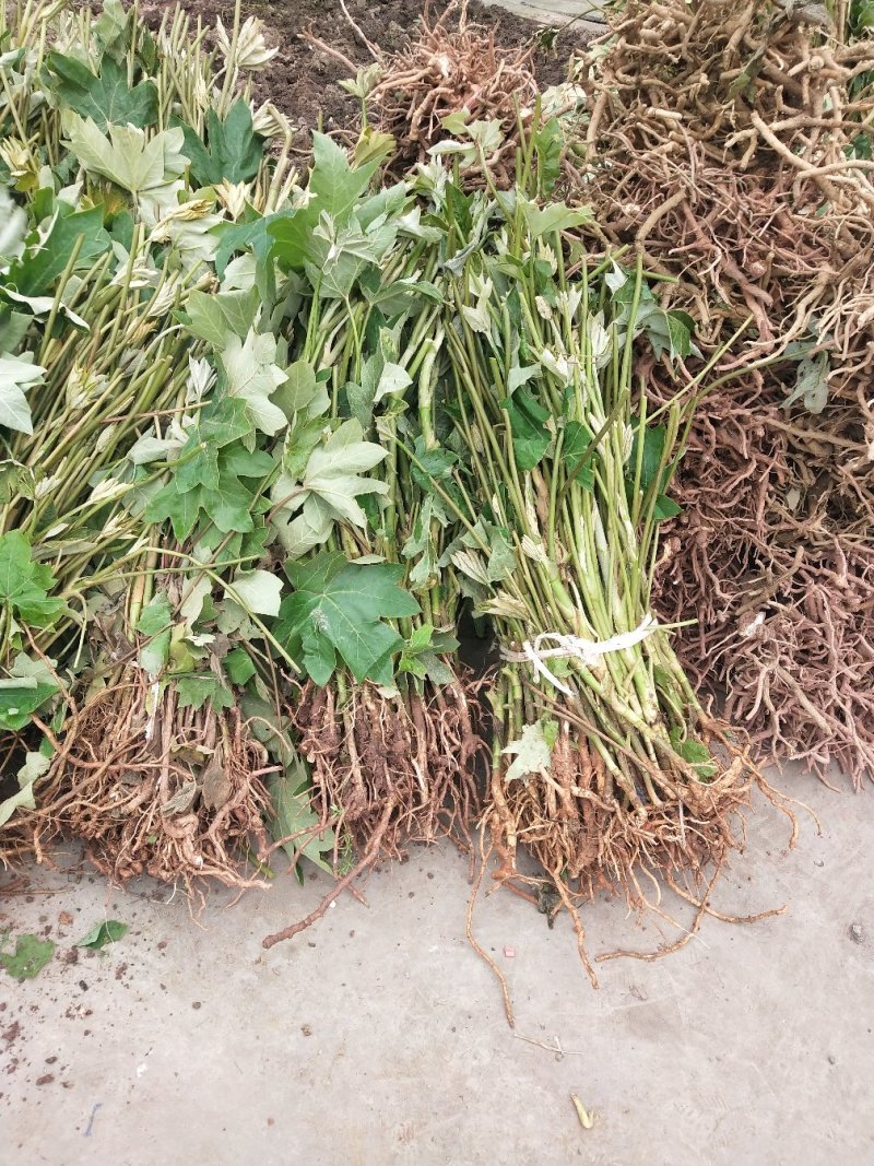 常年大量收购通草，出售通草苗